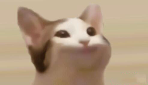 2024年5种最有潜力的猫主题Meme币的盘点